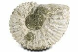 Large, Bumpy Ammonite (Douvilleiceras) Fossil - Madagascar #361126-1